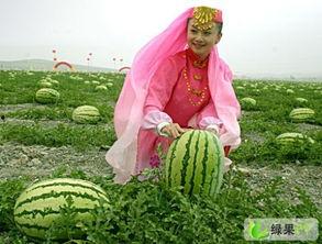 宁夏兴仁镇硒砂瓜免费吃,免费品尝大自然的馈赠” 第1张 宁夏兴仁镇硒砂瓜免费吃,免费品尝大自然的馈赠” 第1张