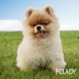 博美爆料新闻报道视频播放,揭秘视频播放背后的真相  第1张